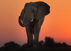 Słoń afrykański, Sawanna, Zachód słońca, Niebo