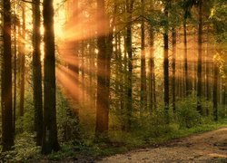 Słoneczne promienie wśród drzew w lesie