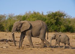 Słonie, Słonica, Słoniątko