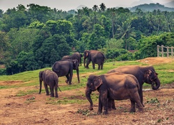 Sri Lanka, Słonie, Pinnawala, Drzewa, Palmy