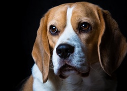 Smutny pies rasy beagle
