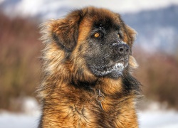 Śnieg na mordce psa rasy leonberger