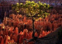 Stany Zjednoczone, Utah, Park Narodowy Bryce Canyon, Kanion, Skały, Sosna