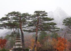 Sosny, Budowla, Góry, Mgła, Korea Południowa