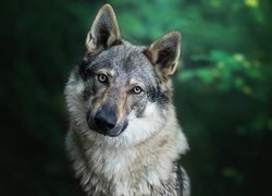 Spoglądający wilczak czechosłowacki