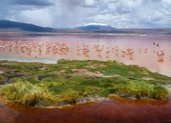 Jezioro, Laguna Colorada, Ptaki, Flamingi, Góry, Andy, Boliwia