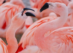 Dwa, Flamingi, Czerwonaki
