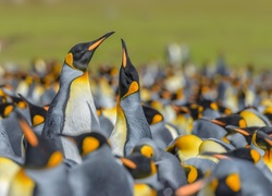 Pingwiny królewskie, Ptaki, Stado