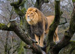 Stojący lew na drzewie