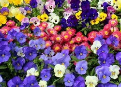 Kwiaty, Wiosenne, Kolorowe, Bratki, Stokrotki