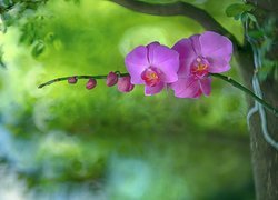Orchidea, Storczyk, Gałązka, Pączki, Rozmycie
