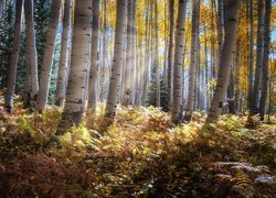 Las, Drzewa, Topole osikowe, Jesień, Paprocie, Przebijające światło