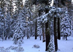 Świerkowy las zimową porą