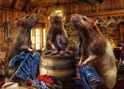 Szczury wybierają ubrania