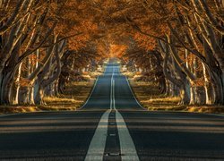 Droga, Drzewa, Buki, Jesień