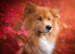 Pies, Szpic eurasier, Czerwone, Liście