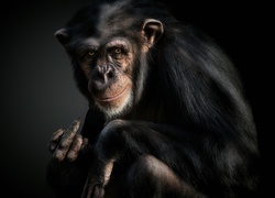 Szympans pokazujący środkowy palec