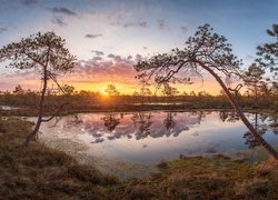 Estonia, Rezerwat przyrody, Pohja-Korvemaa, Bagno, Torfowisko, Drzewa, Wschód słońca