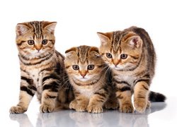 Trzy kotki szkockie zwisłouchy