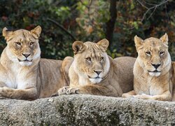 Trzy lwice odpoczywające na skale