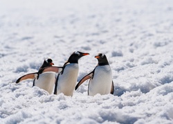 Antarktyda, Pingwiny białobrewe, Śnieg