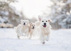 Trzy psy biegnące po zaśnieżonej drodze