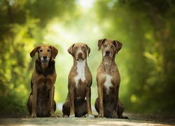 Trzy psy rasy catahoula leopard dog w parkowej alejce