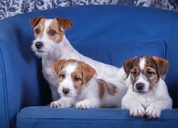Trzy szczeniaki Jack Russell terrier na niebieskiej sofie