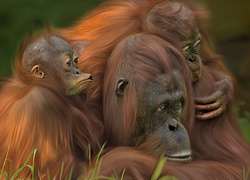 Trzy tulące się do siebie orangutany
