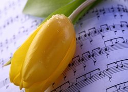 Tulipan położony na nutach