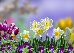 Kwiaty, Narcyzy, Tulipany, Bratki y