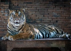 Tygrys leżący na ławce pod ceglastym murem