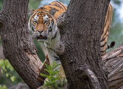 Tygrys między konarami drzewa