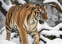 Tygrys, Zima, Śnieg, Drzewa