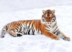 Śnieg, Zima, Leżący, Tygrys