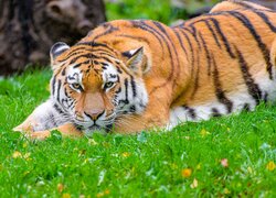 Tygrys syberyjski odpoczywający na trawie