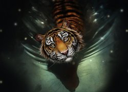 Tygrys, Woda, Grafika