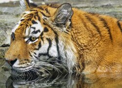 Tygrys zamoczony w wodzie