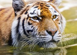 Tygrys zanurzony w wodzie