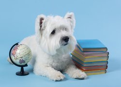 West highland white terrier obok książek i globusa