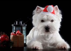 West Highland white terrier w czapce Mikołaja
