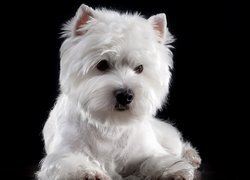 Pies,  West Highland white terrier, Mordka, Biały, Ciemne tło