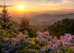 Stany Zjednoczone, Stan Karolina Północna, Park Narodowy Great Smoky Mountains, Góry, Great Smoky Mountains, Zachód słońca, Drzewa, Kwiaty