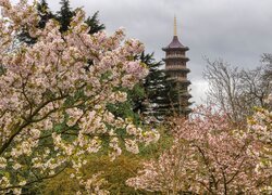 Widok na wieżę pagody zza kwitnących drzew