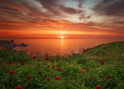 Zachód słońca, Wybrzeże, Morze Czarne, Kwiaty, Piwonie, Bułgaria