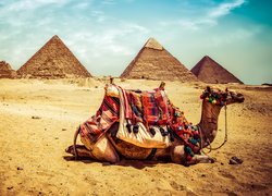 Wielbłąd, Piramidy, Pustynia, Giza, Egipt