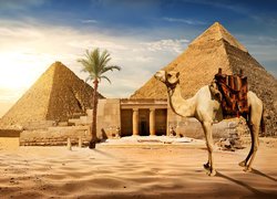 Wielbłąd obok piramid