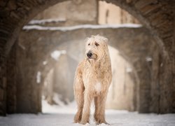 Pies, Wilczarz irlandzki, Zabudowania, Śnieg