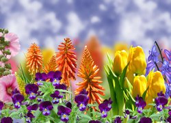 Kwiaty, Bratki, Tulipany, Trytoma groniasta, Malwa