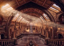 Anglia, Londyn, Muzeum Historii Naturalnej, Schody, Wnętrze, Przebijające światło